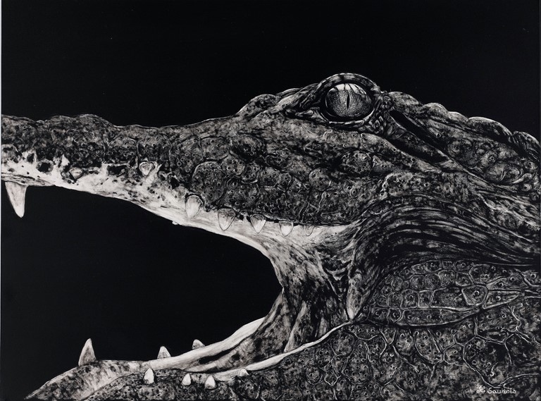 Scratchboard of crocodile by Laurence Saunois, animal artist