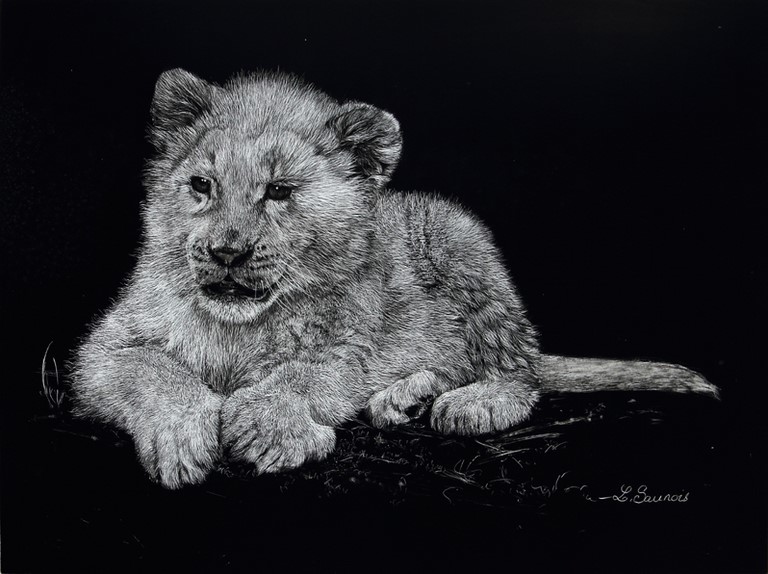 Scratchboard of white lion by Laurence Saunois, animal artist