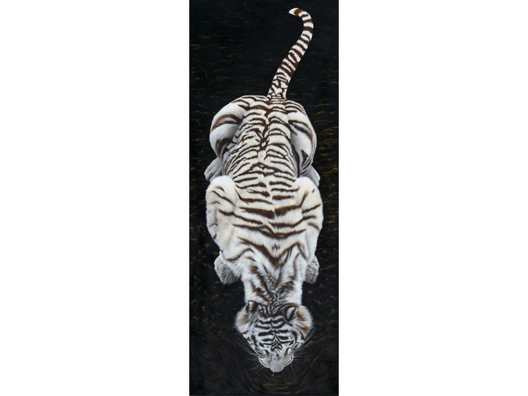 Painting of white tiger drinking : wildlife artist Laurence Saunois