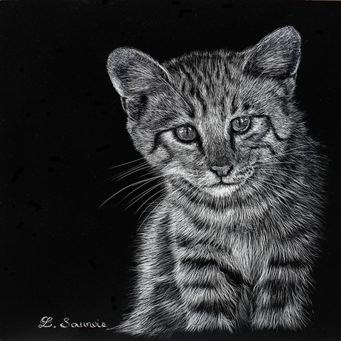 Scratchboard of wildcat kitten by Laurence Saunois, animal artist