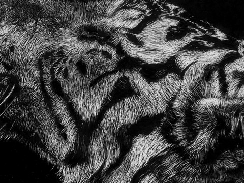 Details - Scratchboard of white tiger by Laurence Saunois, animal artist