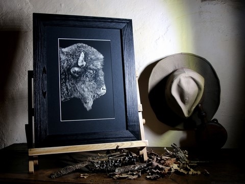 Scratchboard de Bison d'Amérique encadré par Laurence Saunois, artiste peintre animalier