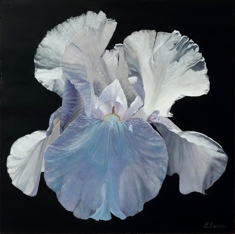 Peinture d'iris blanc par la peintre animalier Laurence Saunois
