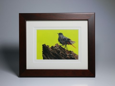 Framed miniature painting of a red-tail : wildlife artist Laurence Saunois