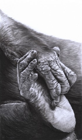 Drawing of foot and hand of bonobo by Laurence Saunois, Animal Artist