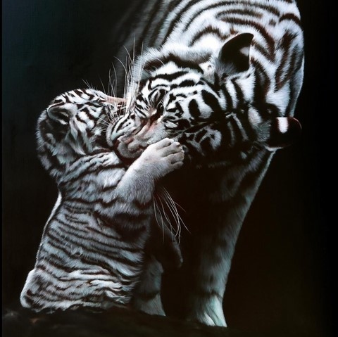 Peinture de tigres blancs par la peintre animalier Laurence Saunois