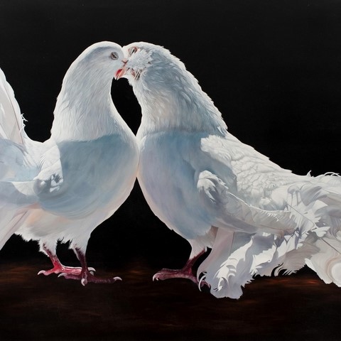 Peinture de pigeons blancs par Laurence Saunois, peintre animalier