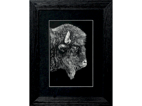 Scratchboard de Bison d'Amérique (cadre) par Laurence Saunois, artiste peintre animalier