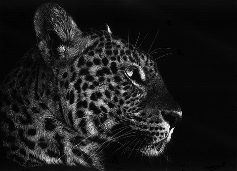 Scratchboard of jaguar by Laurence Saunois, animal artist