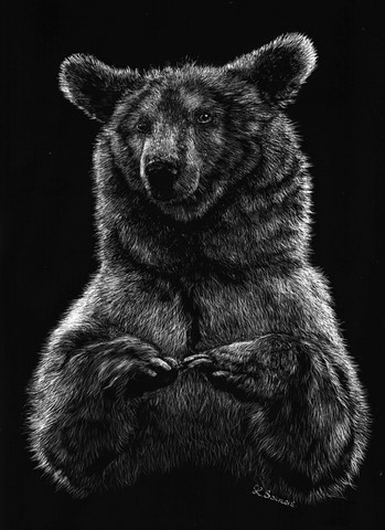 Scratchboard of Pyrenean bear by Laurence Saunois, animal artist