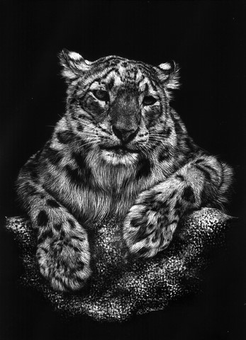 Scratchboard of panther by Laurence Saunois, animal artist