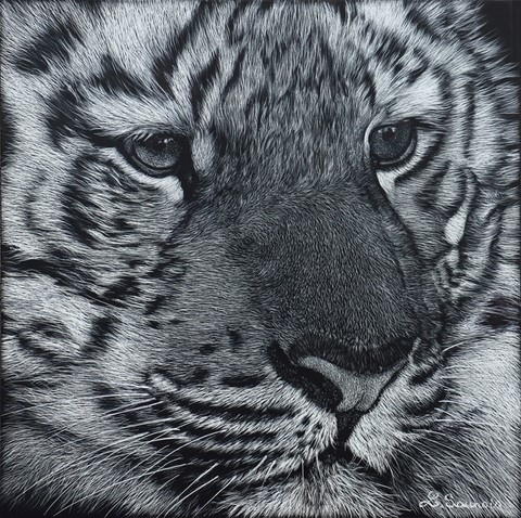 Scratchboard of tiger by Laurence Saunois, animal artist