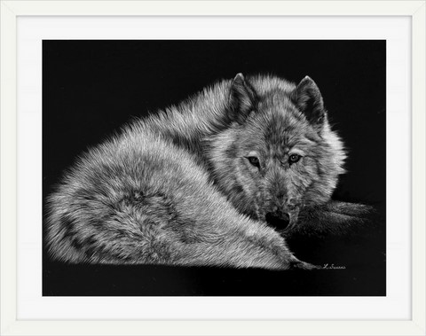 Scratchboard of white wolf by Laurence Saunois, animal artist