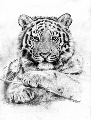 Drawing of tiger by Laurence Saunois, animal artist
