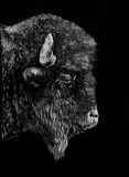 Scratchboard of american buffalo by Laurence Saunois, animal artist