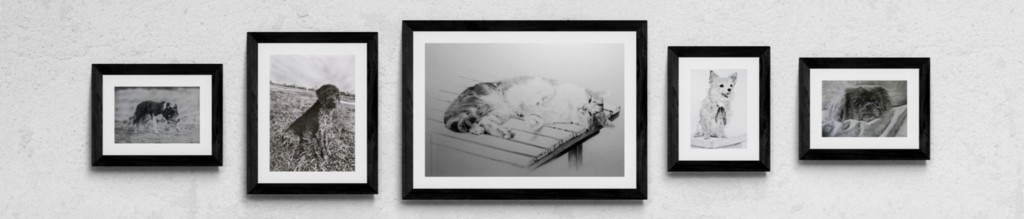 Dessins de chats et de chiens aux crayons graphite par Laurence Saunois, Artiste animalier