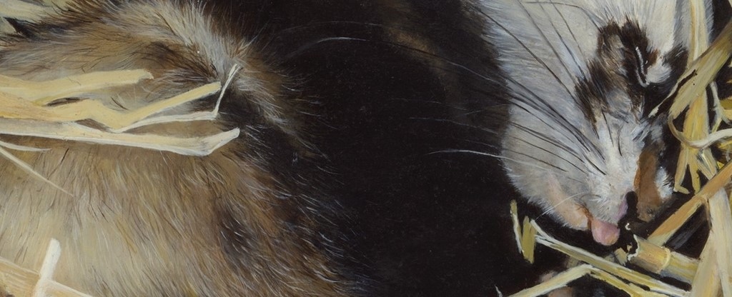 Peinture de furet (détails) par Laurence Saunois, artiste peintre animalier