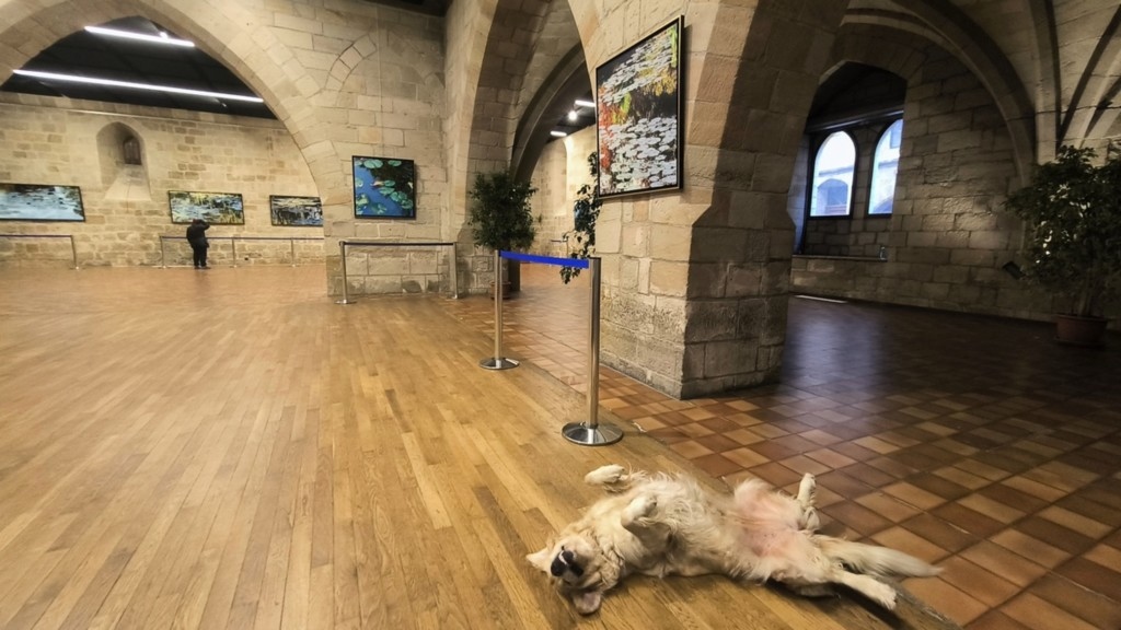Exposition Nympheus Luminansis - Figeac, artiste Laurence Saunois -chien heureux