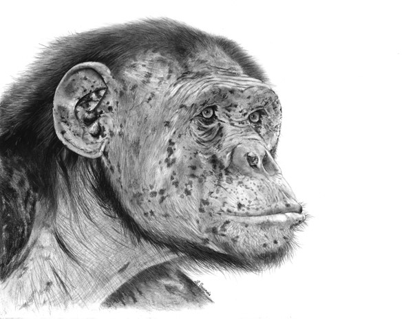 Drawing of chimpanzee by Laurence Saunois, Animal artist
