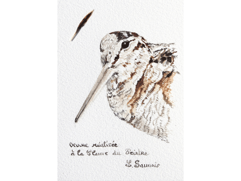Dessin de bécasse réalisée à la plume du peintre par Laurence Saunois, peintre animalier