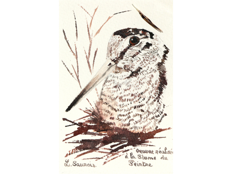 Dessin de bécasse réalisée à la plume du peintre par Laurence Saunois, peintre animalier (pp49)