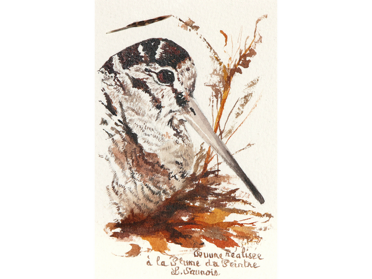 Dessin de bécasse réalisée à la plume du peintre par Laurence Saunois, peintre animalier (pp36)