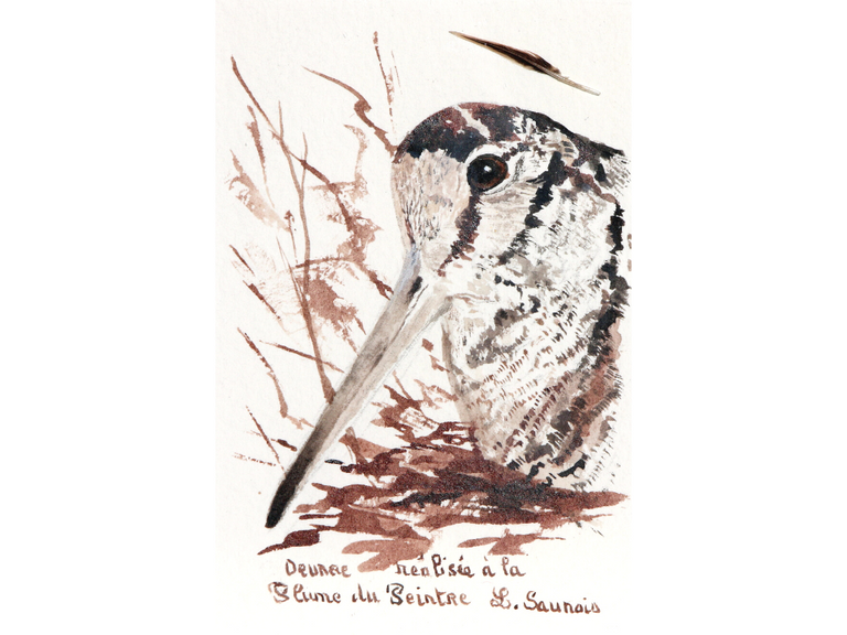 Dessin de bécasse réalisée à la plume du peintre par Laurence Saunois, peintre animalier (pp37)