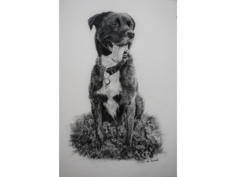 Dog drawing with graphite pencils by Laurence Saunois, animal artist