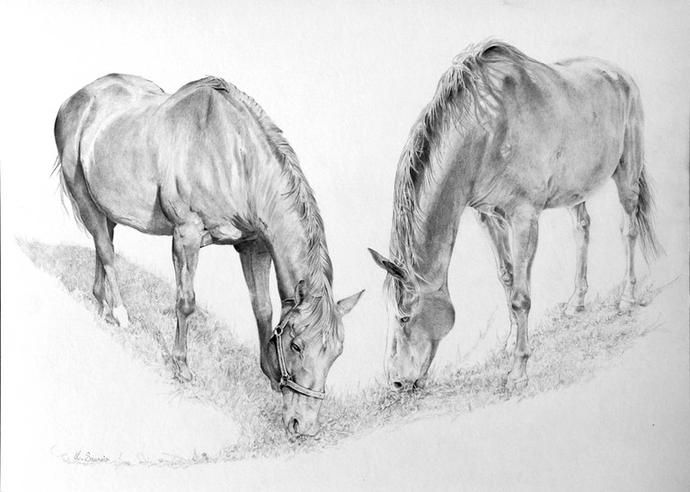 Dessin de chevaux par Laurence Saunois, Artiste animalier