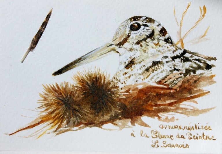 Dessin de bécasse réalisée à la plume du peintre par Laurence Saunois, peintre animalier (pp20)