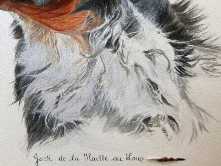 Dessin d'un portrait d'épagneul Breton réalisé à la plume du peintre par Laurence Saunois - détails du poitrail