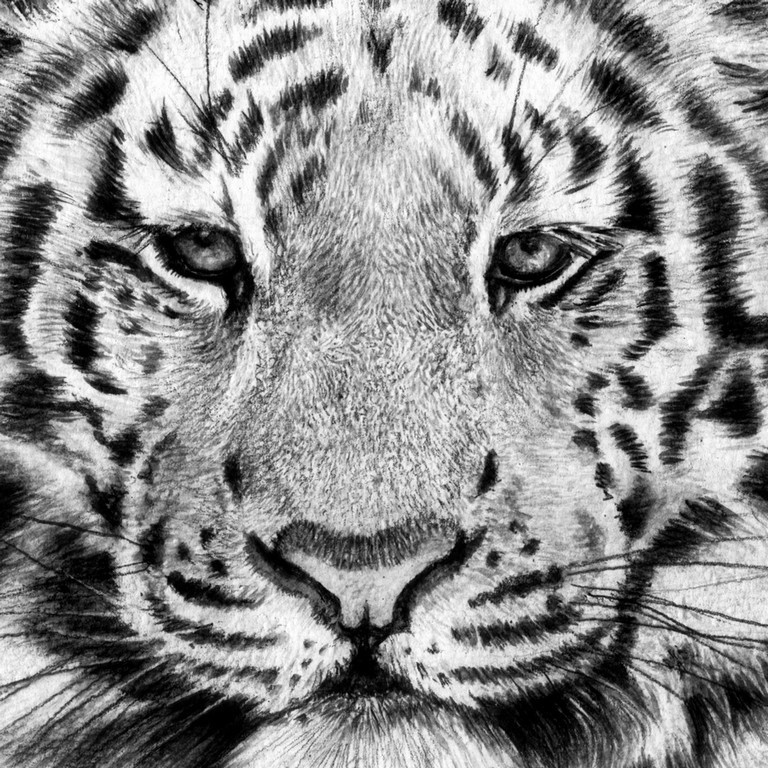 Buy White Tiger Color Pencil Drawing Print Big Cat Art Online in India   Etsy