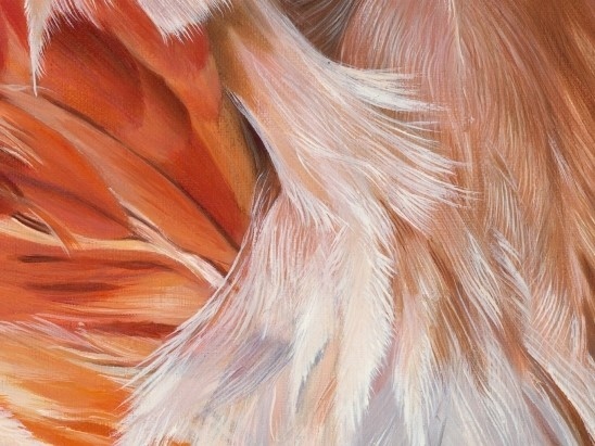 Détails des plumes par la peintre animalier Laurence Saunois