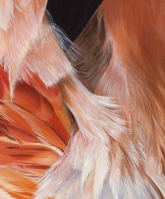 Plumage d'oiseaux par la peintre animalier Laurence Saunois