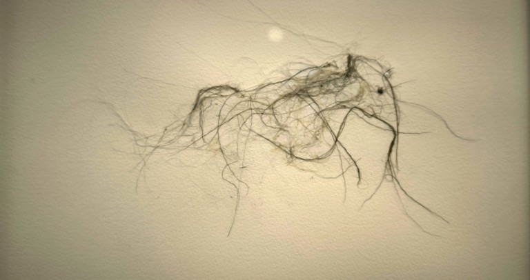 Dessin réalisé en poils de mouton - Lionel Sabatté