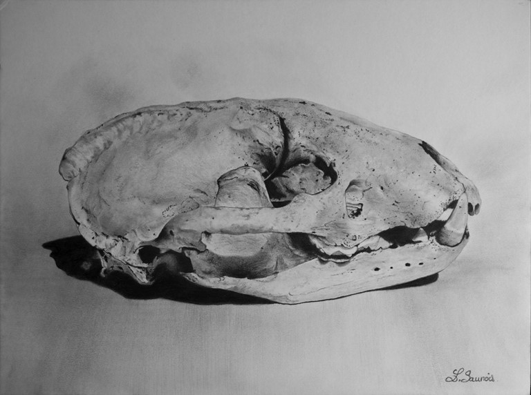 Dessin de crâne de blaireau par Laurence Saunois, Artiste animalier