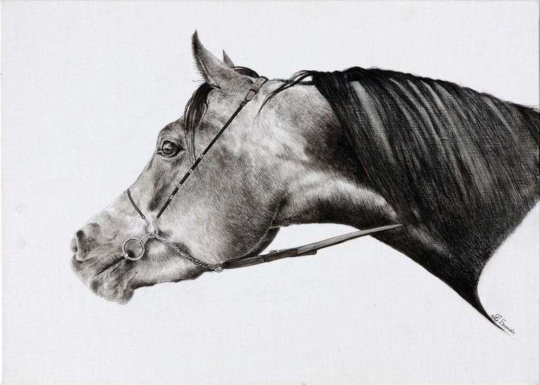 Drawing of horse by Laurence Saunois, animal artist