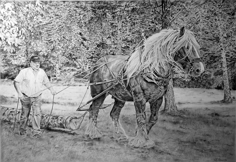 Dessin de cheval par Laurence Saunois, Artiste animalier
