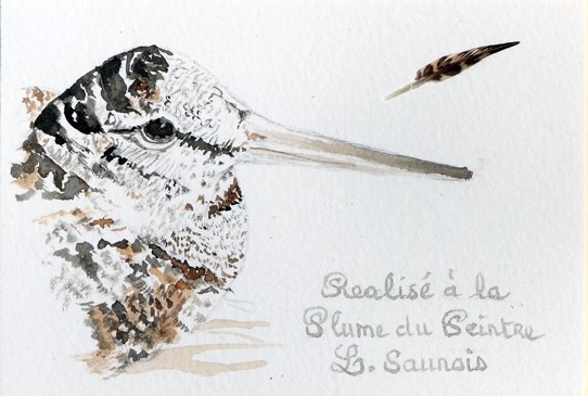 Bécasse réalisée à la plume du peintre par Laurence Saunois, Artiste peintre animalier