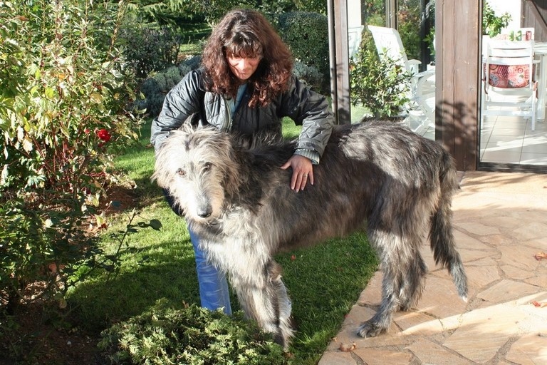 The Irish wolfhound, the largest dog in the world with laurence Saunois, animal Artist
