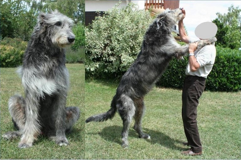 The Irish wolfhound, the largest dog in the world - Laurence Saunois, animal artist