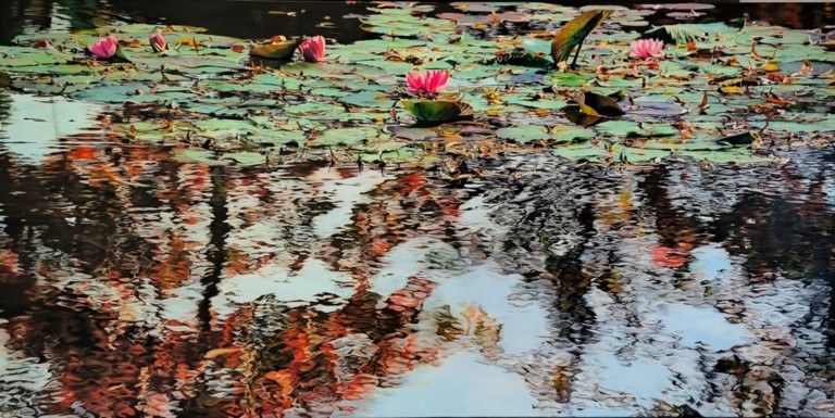 Nympheus Luminansis, Tel un rideau de Lumière par Laurence Saunois, Artiste