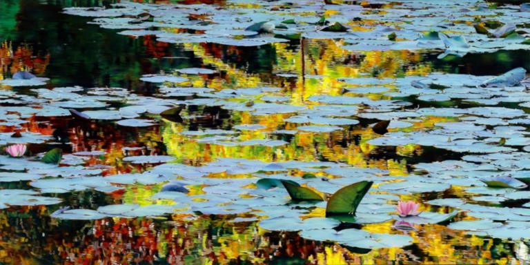 Peinture "Nympheus Luminansis, La Lumière est d'or par Laurence Saunois, artiste peintre