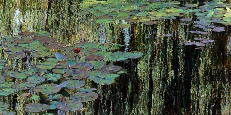 Nympheus Luminansis : Lumière à l'ombre du Saule pleureur" Tableau de Laurence Saunois