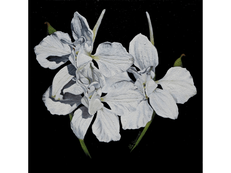 Peinture de fleurs blanches par Laurence Saunois, artiste peintre animalier