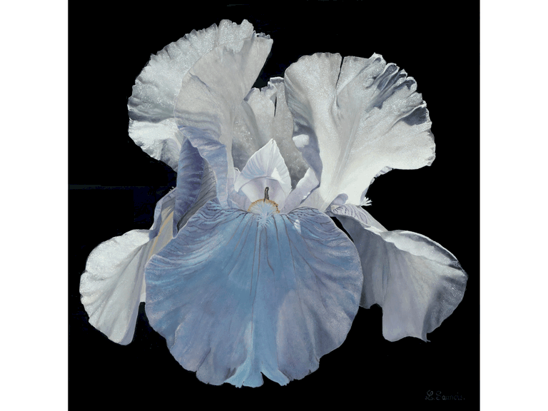 Peinture d'iris par Laurence Saunois, peintre animalier