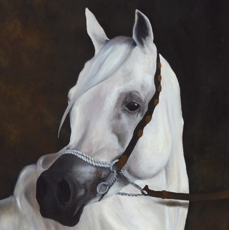  Oil painting of a white horse portrait by wildlife artist Laurence Saunois