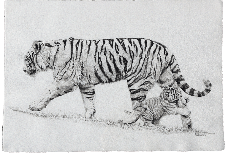 Drawing of tigers by Laurence Saunois, animal artist by Laurence Saunois, animal artist