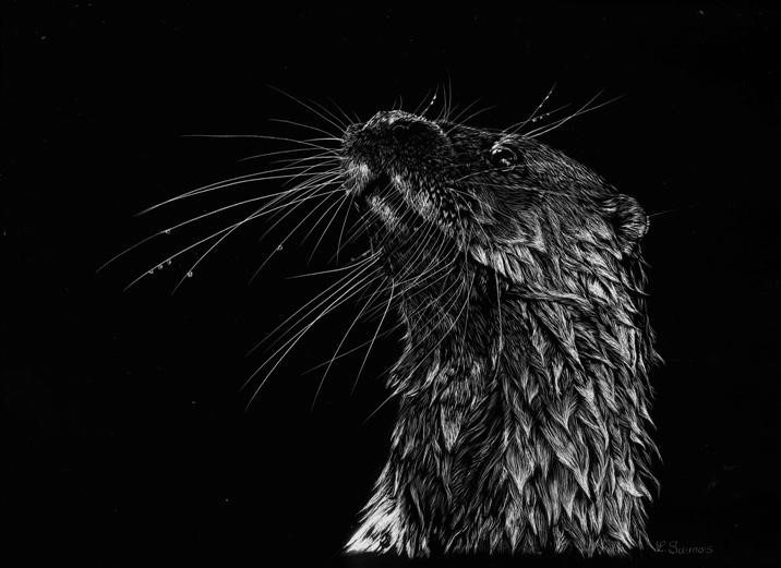 Scratchboard of European otter by Laurence Saunois, animal artist
