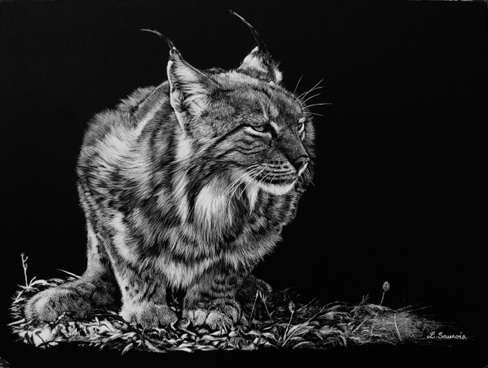 Scratchboard of European Lynx by Laurence Saunois, animal artist